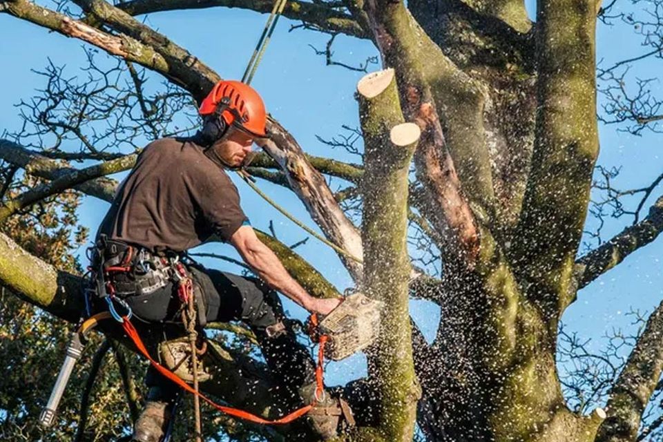 Cutting A Branch Of An Old Trees — Green’s Tree Lopping in Rous Mill, NSW Cutting A Branch Of An Old Trees — Green’s Tree Lopping in Rous Mill, NSW