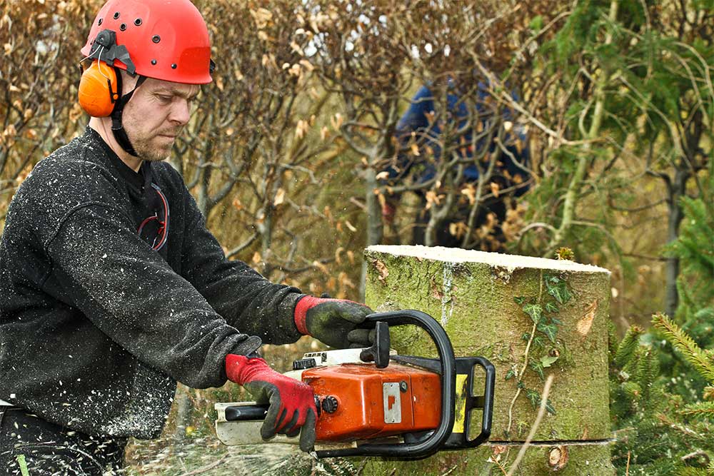 Cuts And Trims A Tree — Green’s Tree Lopping in Rous Mill, NSW Cuts And Trims A Tree — Green’s Tree Lopping in Rous Mill, NSW