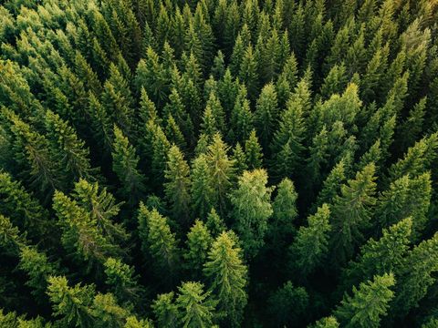 Aerial Top View Of Trees In Forest — Green’s Tree Lopping in Rous Mill, NSW Aerial Top View Of Trees In Forest — Green’s Tree Lopping in Rous Mill, NSW