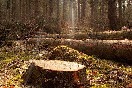 Tree Stump In Forest — Tree Removalists Lismore, Ballina, NSW Tree Stump In Forest — Tree Removalists Lismore, Ballina, NSW