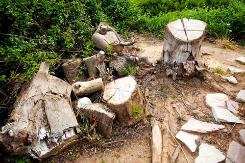 Cut Logs In Nature — Green’s Tree Lopping in Rous Mill, NSW Cut Logs In Nature — Green’s Tree Lopping in Rous Mill, NSW