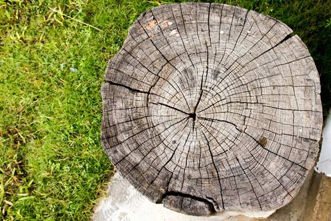 Stump Or Wood Closed Up — Green’s Tree Lopping in Rous Mill, NSW Stump Or Wood Closed Up — Green’s Tree Lopping in Rous Mill, NSW