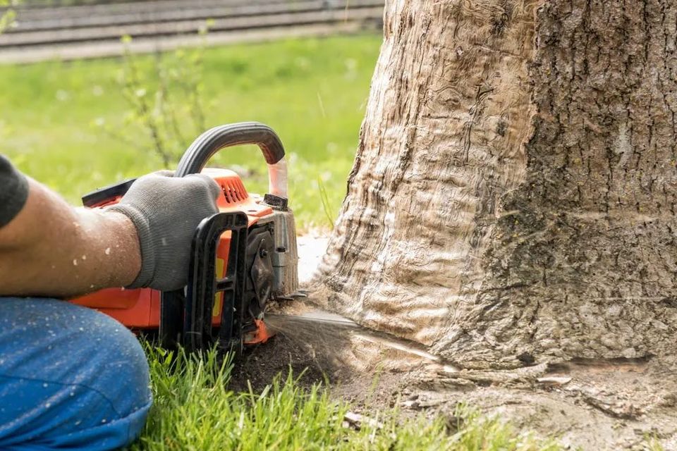 Removal Of Dry Wood — Green’s Tree Lopping in Rous Mill, NSW Removal Of Dry Wood — Green’s Tree Lopping in Rous Mill, NSW