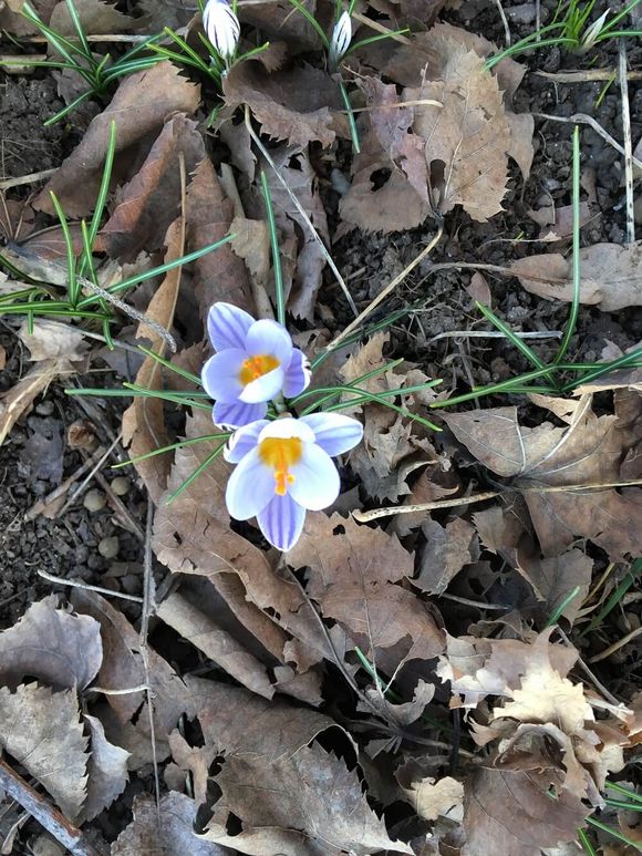 Fiori e foglie secche