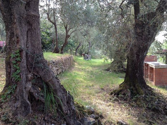 Viale in un bosco