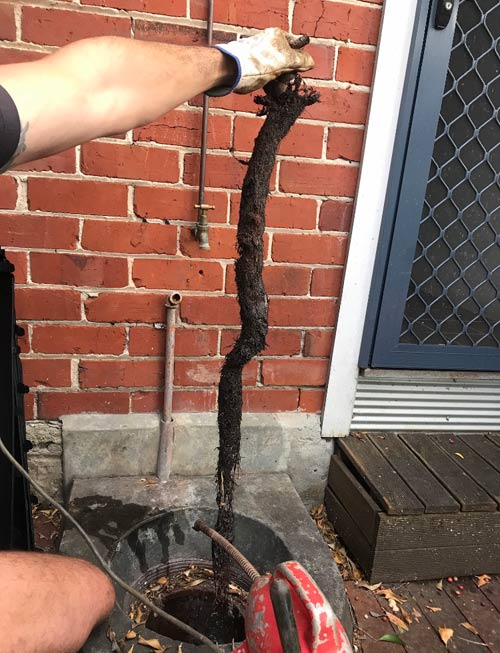 drain cleaning