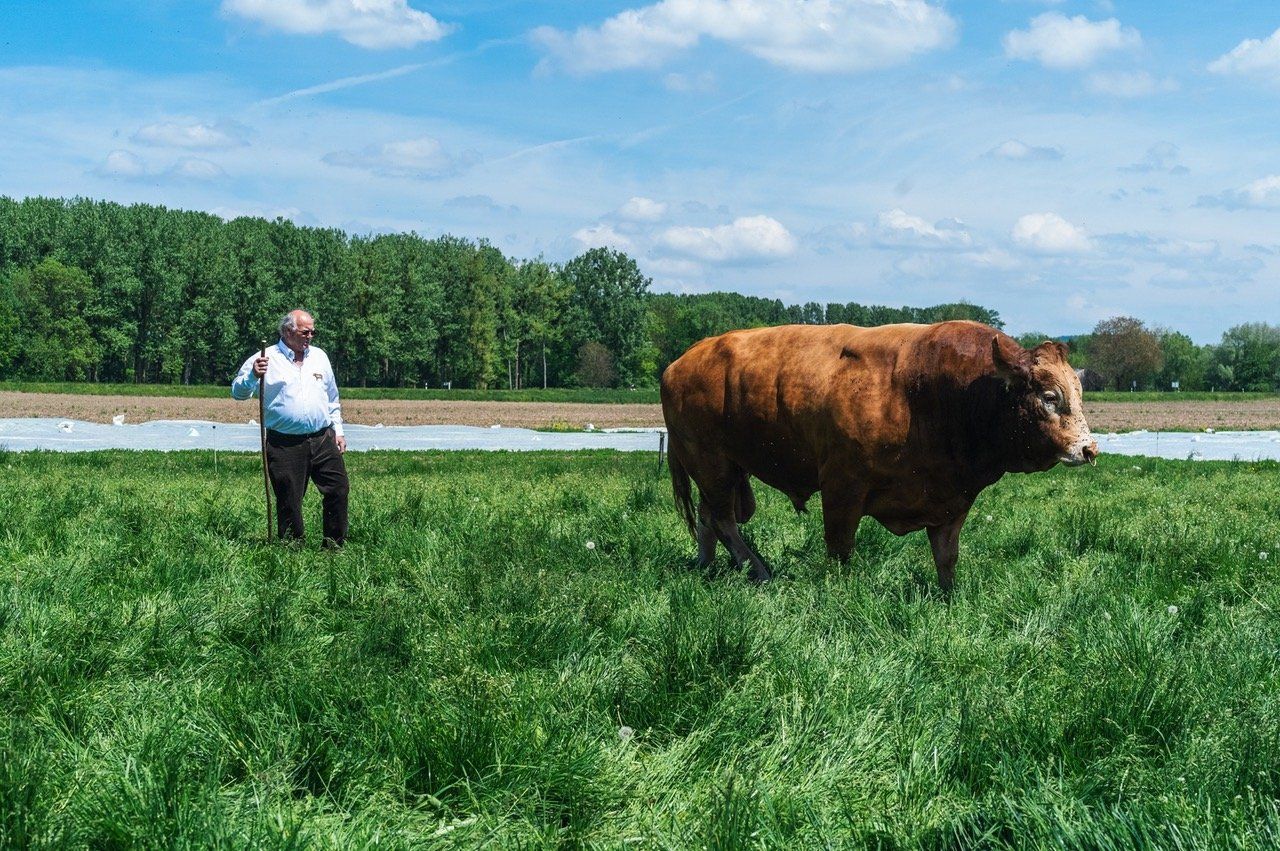 vache dans un champ