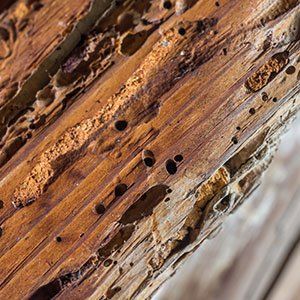 Tree Wood Worm — Shoreline, WA — Quinn's Arbor Care