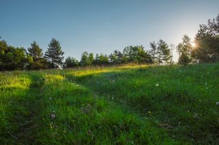 Land Restoration — Shoreline, WA — Quinn's Arbor Care Land Restoration — Shoreline, WA — Quinn's Arbor Care