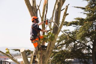 Tree Trimming — Shoreline, WA — Quinn's Arbor Care Tree Trimming — Shoreline, WA — Quinn's Arbor Care