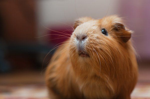 Primo piano di una soffice cavia marrone su uno sfondo interno sfocato.