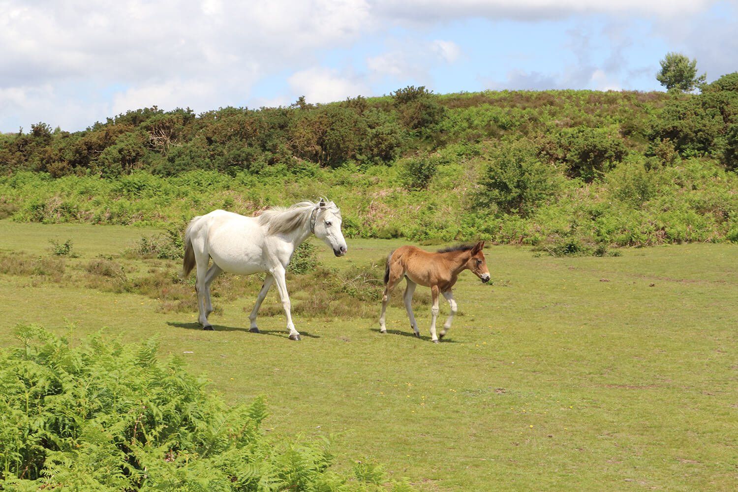 The New Forest