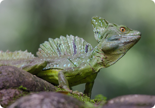 Pet Store — Emerald Basilisk in Northborough, MA
