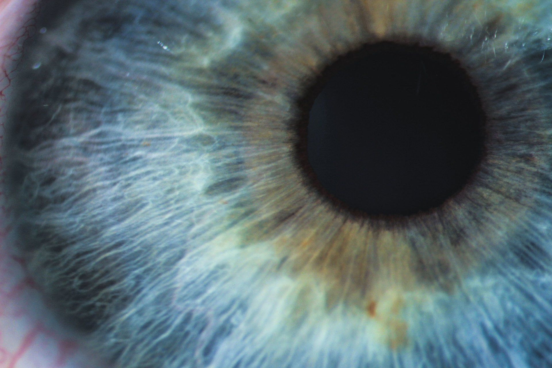 close up of the eye