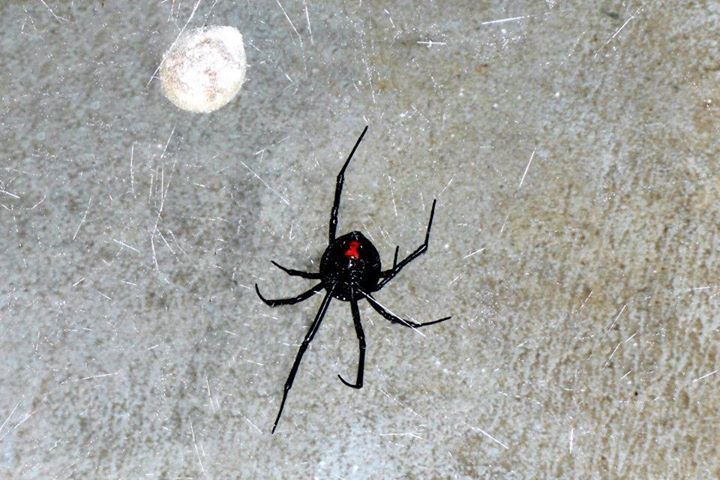 black widow egg sack