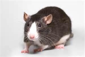 rodent season
