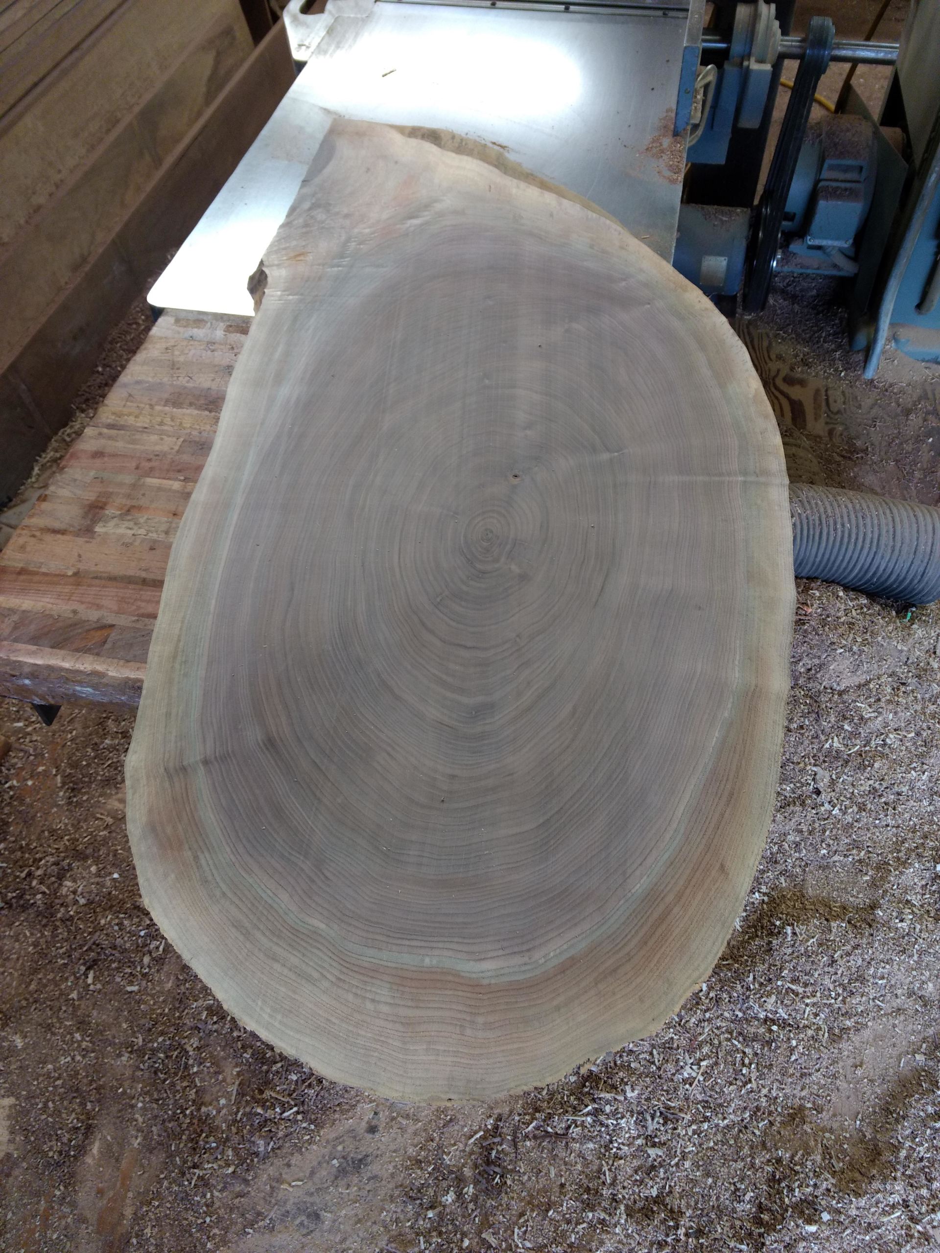 Cross-section of a tree trunk with visible rings, lying on sawdust. Woodworking machinery in the background.