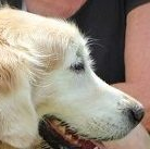 Buddy