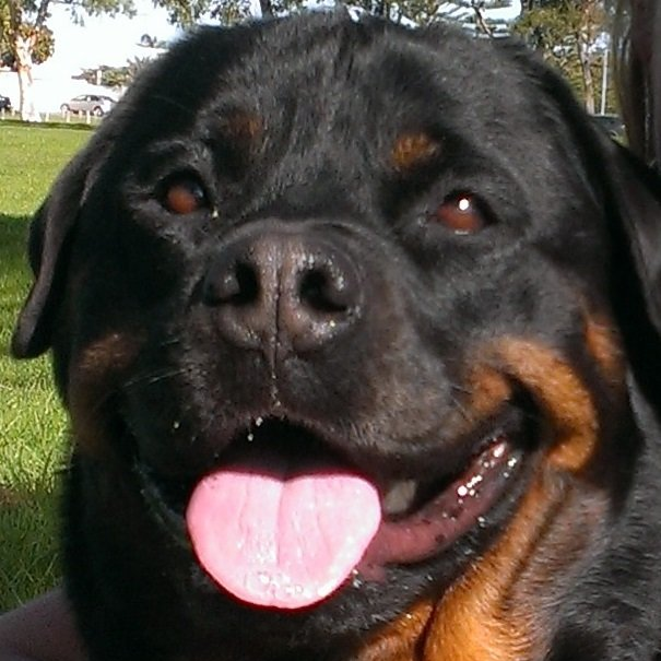 'Pawsha'