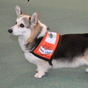 story dog with jacket