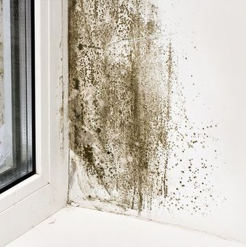 damp treatment