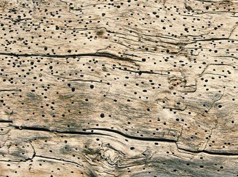 Woodworm control