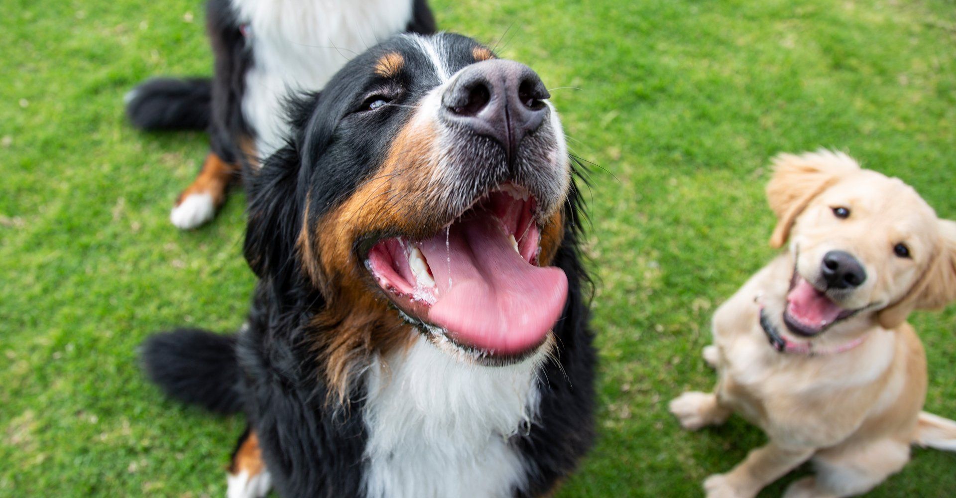 Dog boarding availability