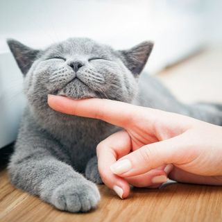 Pet Wellness — Petting a Cute Cat in Brenham, TX