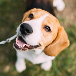 Dog Teeth Cleaning — Dog Smiling in Brenham, TX
