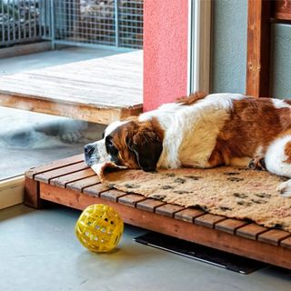 Dog Boarding Near Me — Cat and Dog in Brenham, TX