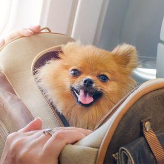 Animal Hospital — Cute Dog Inside a Pet Travel Bag in Brenham, TX Animal Hospital — Cute Dog Inside a Pet Travel Bag in Brenham, TX