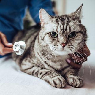 Pet Emergency — Veterinarian Checking Up a Cat in Brenham, TX Pet Emergency — Veterinarian Checking Up a Cat in Brenham, TX