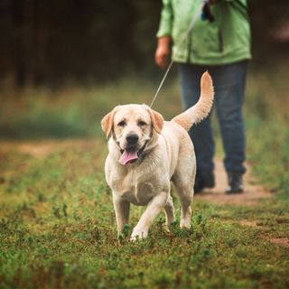 Dog Boarding —Beautiful Golden Dog in Brenham,  TX