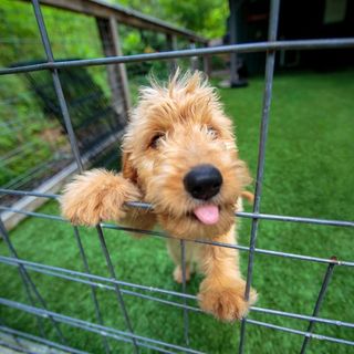 Dog Kenneling — Golden Doodle Dog in Brenham, TX