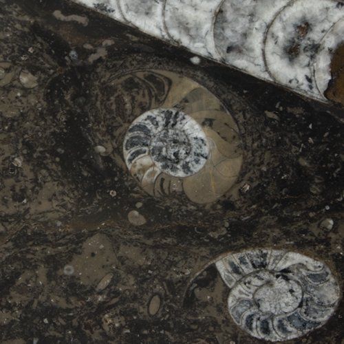 FOSSIL BROWN