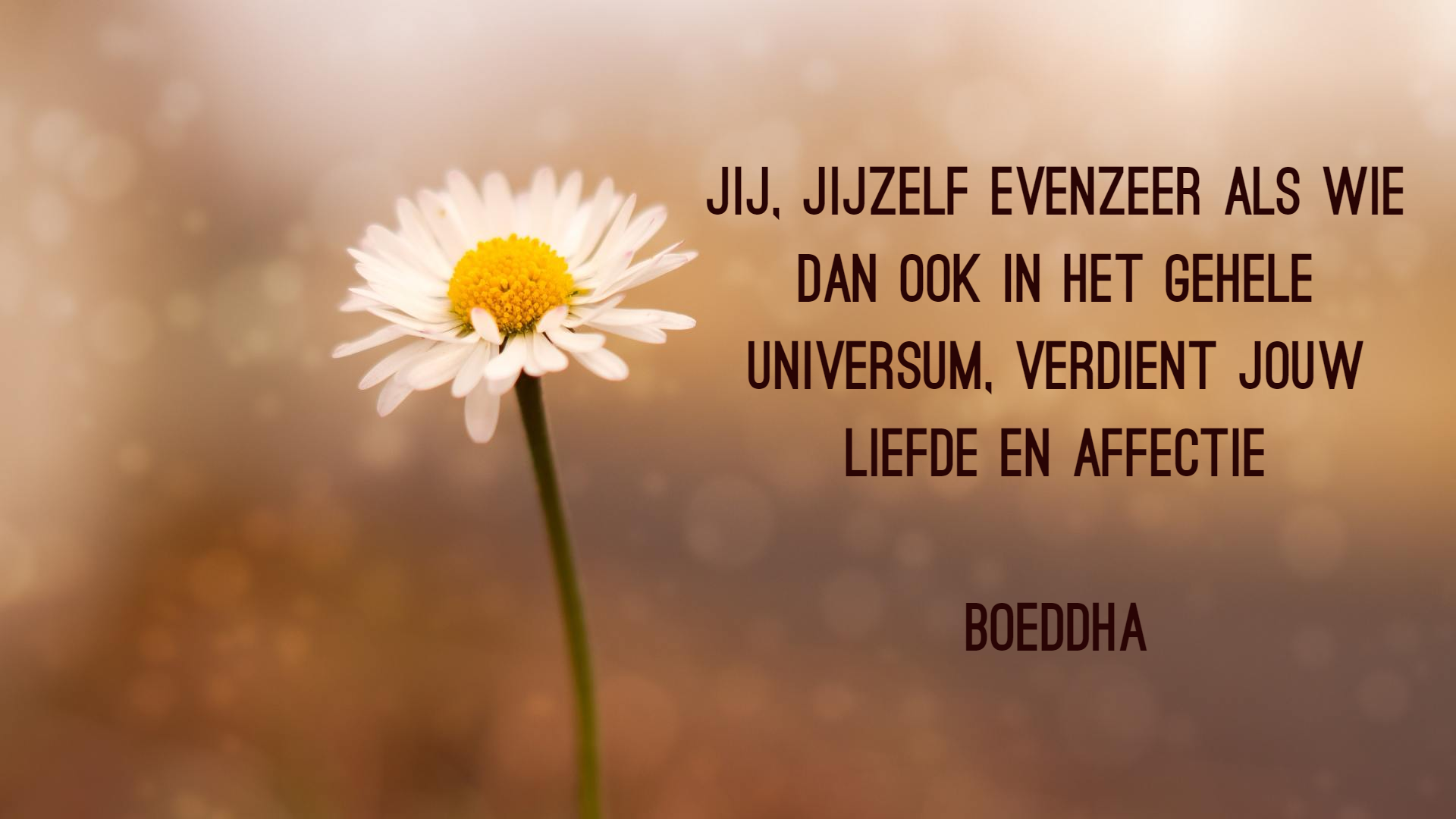 Madeliefje met de tekst: