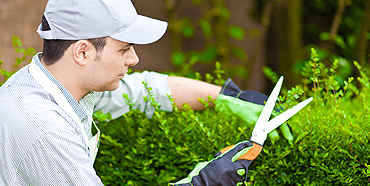Gardener Cutting Leaves — Landscaping in Sunshine Coast, QLD