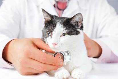 Cat Health Examination - Veterinary Services in Ashland, VA Cat Health Examination - Veterinary Services in Ashland, VA