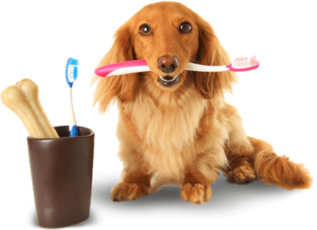 Animal Welfare - Pet Hygiene in Ashland, VA Animal Welfare - Pet Hygiene in Ashland, VA