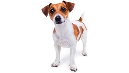 Healthy Puppy - Pet Grooming in Ashland, VA Healthy Puppy - Pet Grooming in Ashland, VA