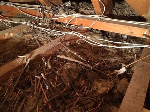 Removal of contaminated loft insulation