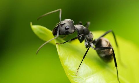 Ways of getting rid of ants