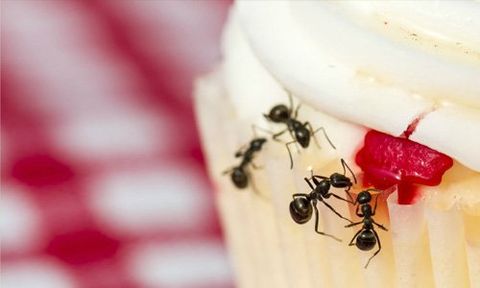 Ant control