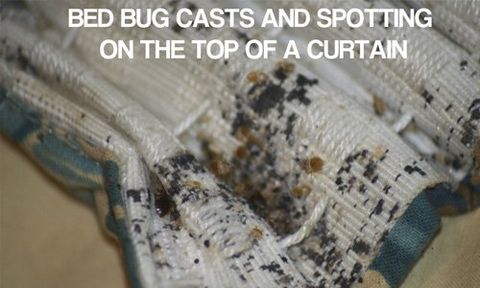 bed bug control
