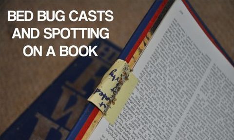 Experts in removing bed bugs