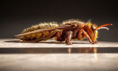 pest removal services