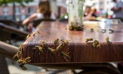 Pest control service for hotels