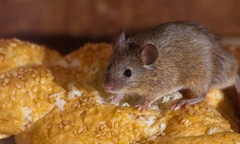 Solution for mouse problem