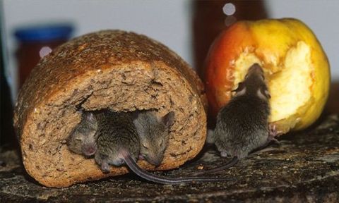 choose our mice control services