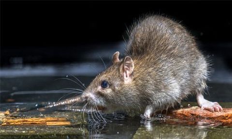 Pest management and removal services